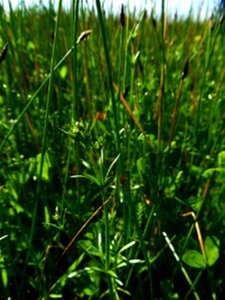 Galium debile Desv., 1818