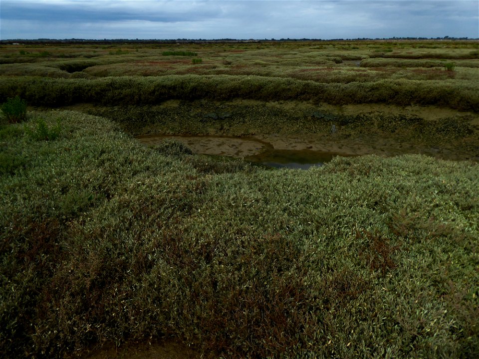 Prés salés, Ile de Ré