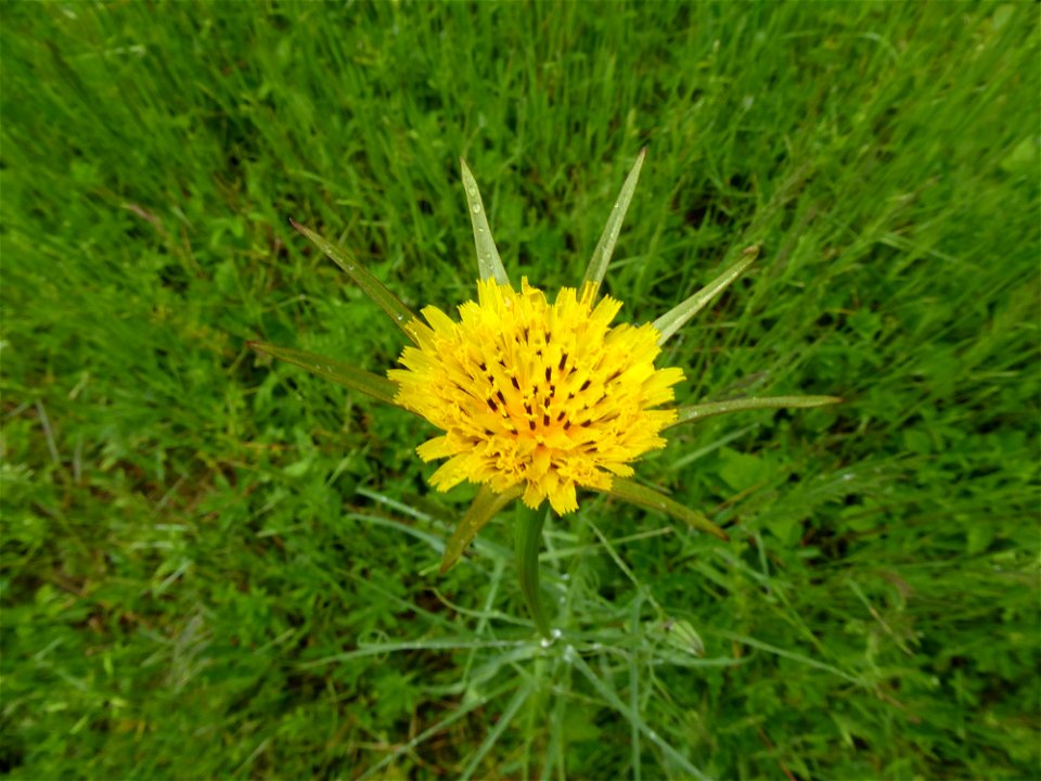 Tragopogon pratensis subsp. minor (Mill.) Hartm., 1846