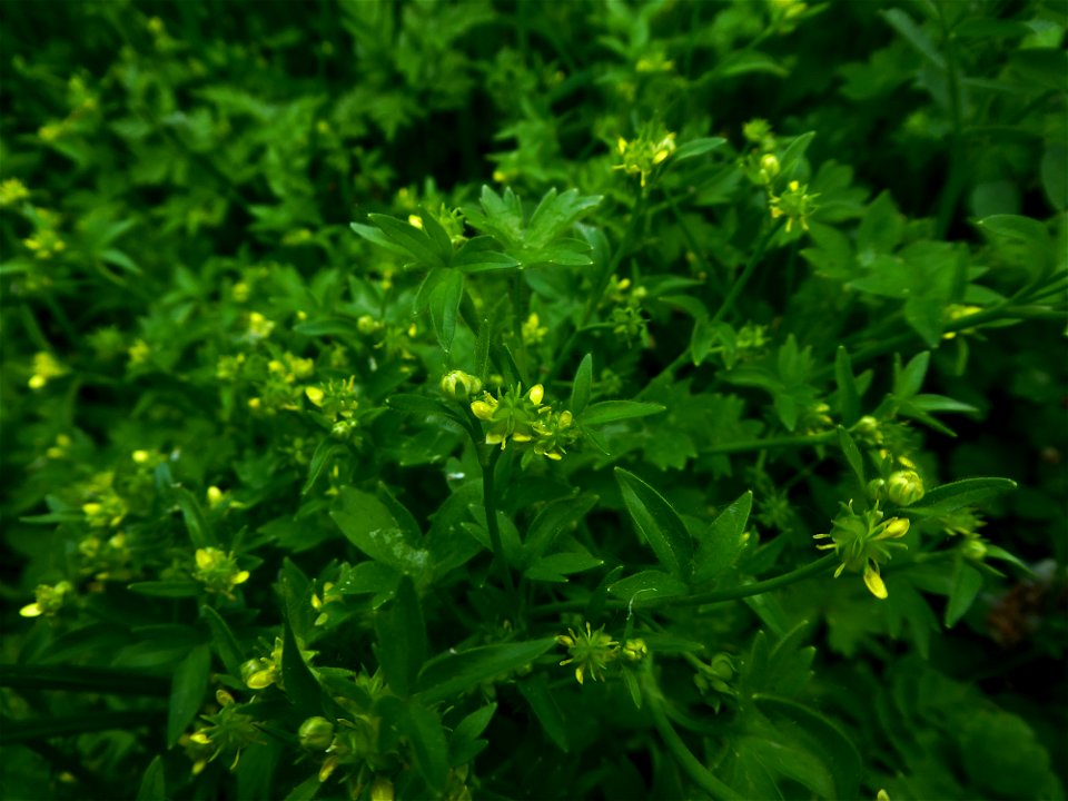 Ranunculus parviflorus L., 1758