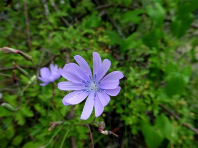 Lactuca perennis L., 1753 photo