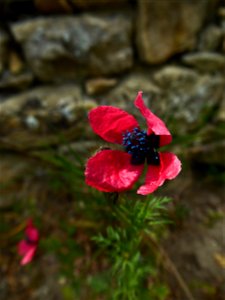 Papaver hybridum L., 1753