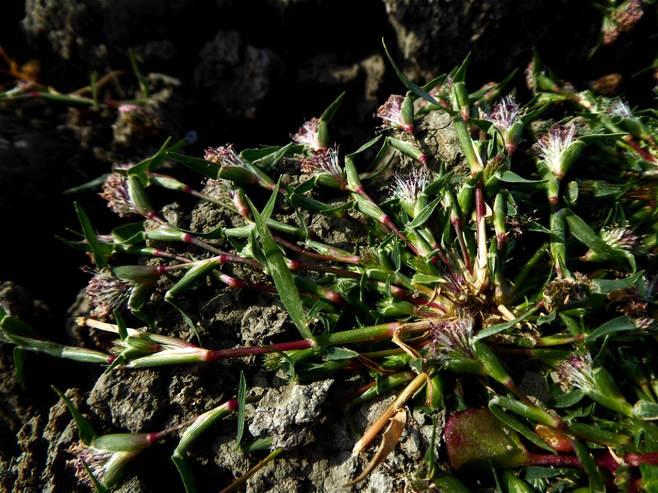 Crypsis schoenoides (L.) Lam., 1791