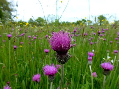 Cirsium dissectum (L.) Hill, 1768