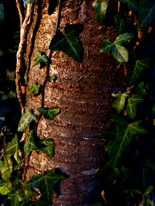 Prunus avium (L.) L., 1755