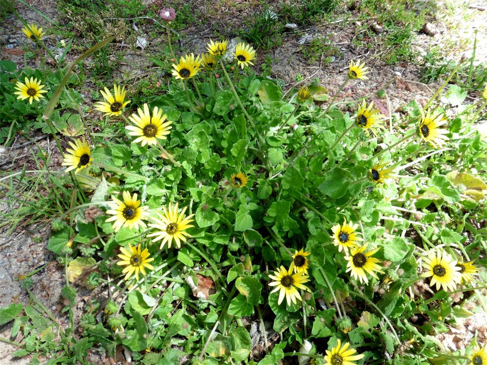 Arctotheca calendula (L.) Levyns, 1942