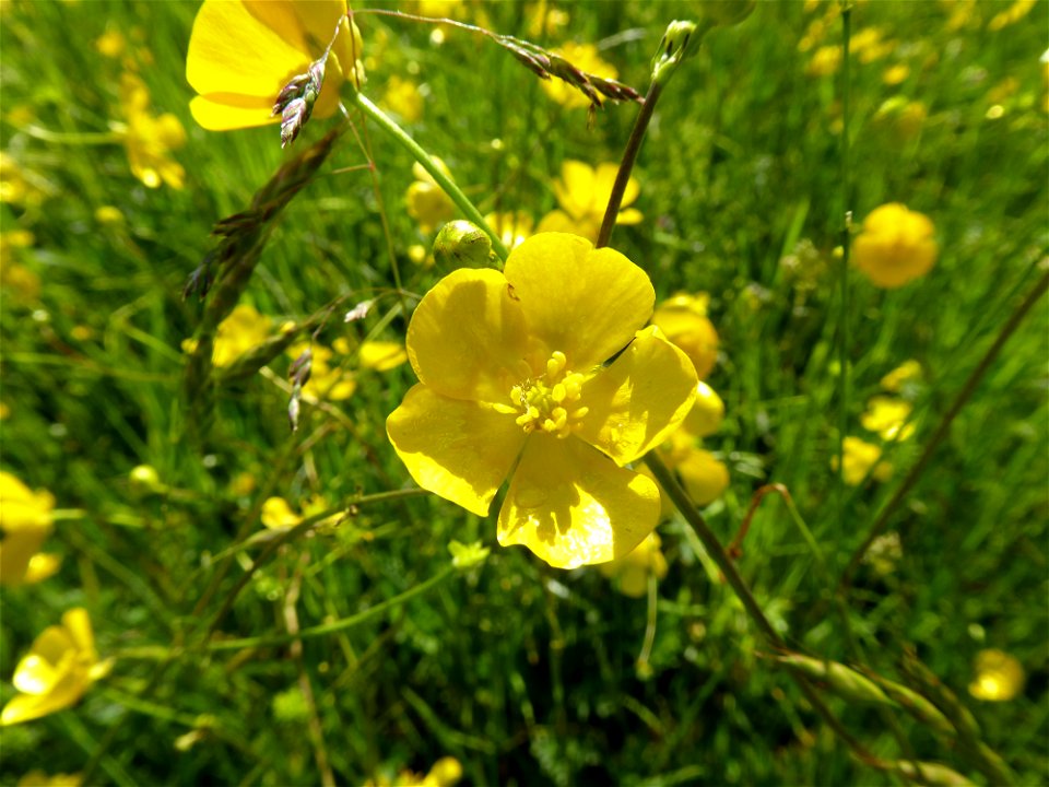 Ranunculus acris L., 1753