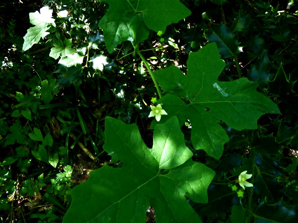 Bryonia dioica Jacq., 1774