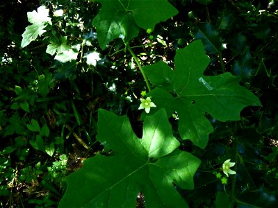 Bryonia dioica Jacq., 1774