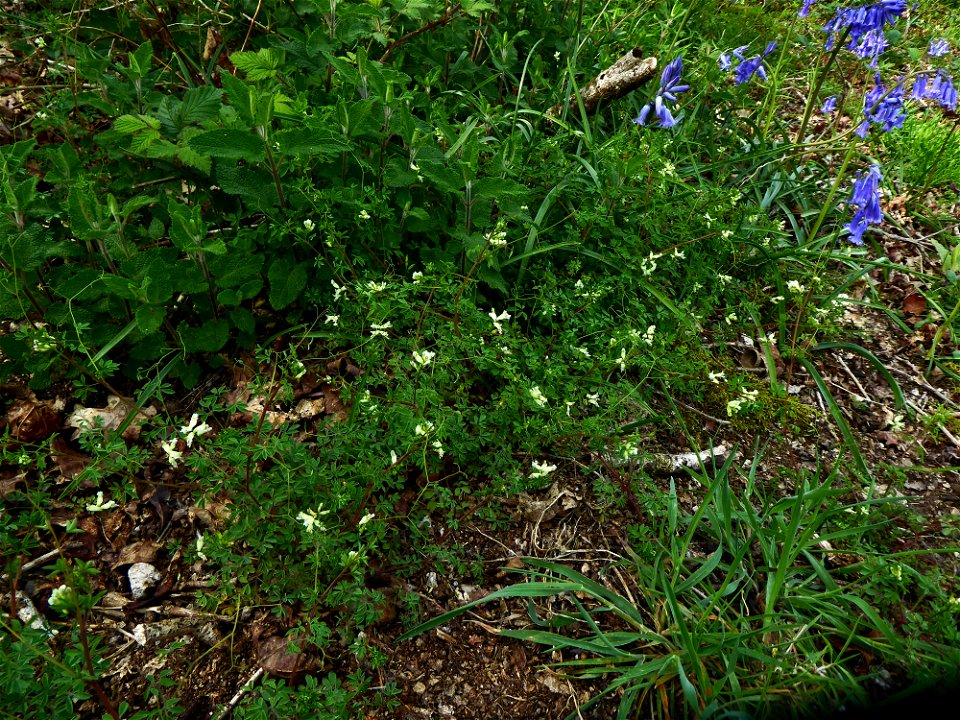 Ceratocapnos claviculata (L.) Lidén, 1984