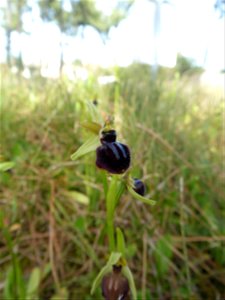 Ophrys passionis Sennen, 1926