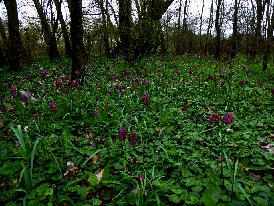 Fritillaria meleagris L., 1753