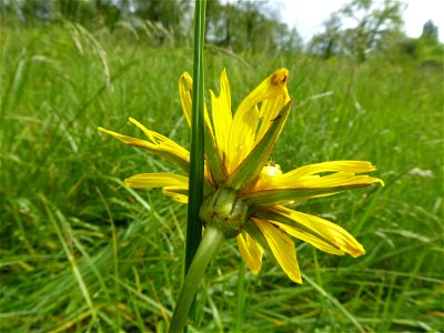 Tragopogon pratensis L., 1753 photo