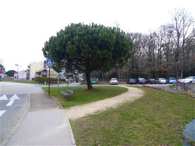 Pinus pinea L., 1753