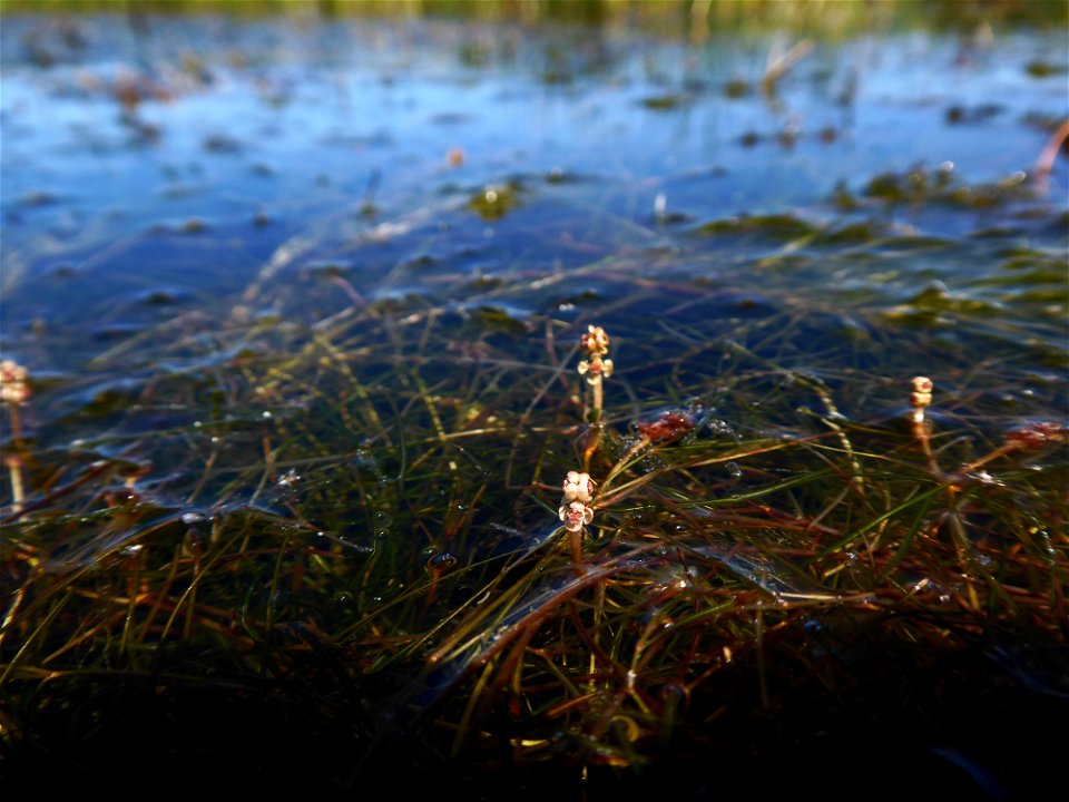 Potamogeton berchtoldii Fieber, 1838