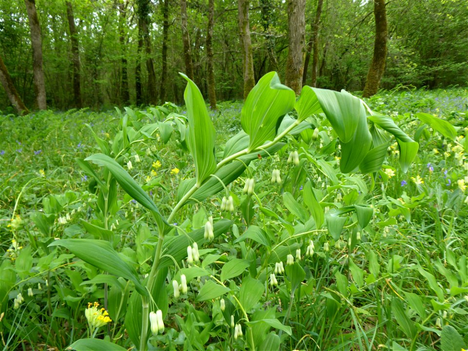 Polygonatum multiflorum (L.) All., 1785