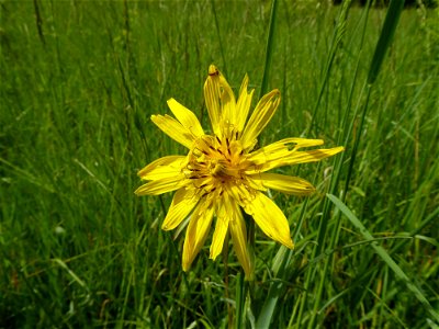 Tragopogon pratensis L., 1753