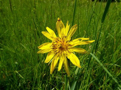 Tragopogon pratensis L., 1753 photo