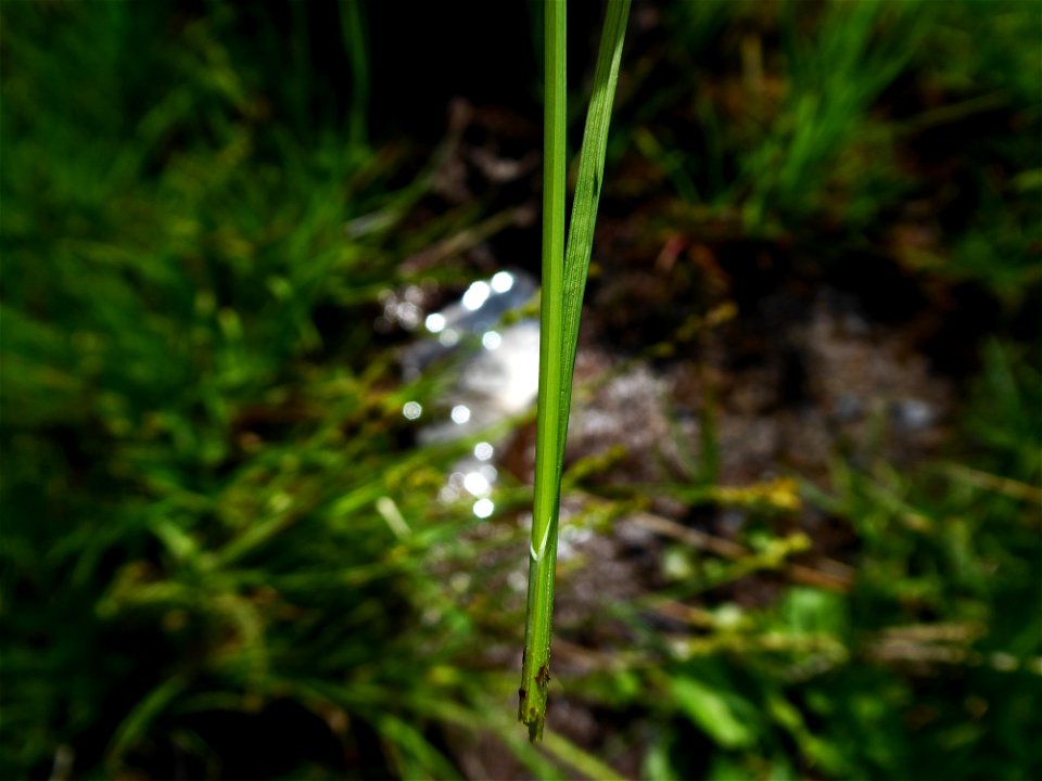 Carex canescens L., 1753