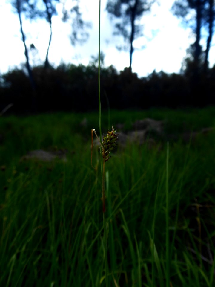 Carex hostiana DC., 1813