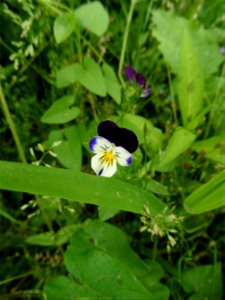 Viola tricolor L., 1753