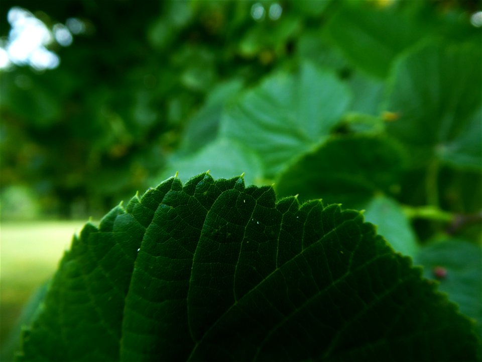 Tilia x euchlora K.Koch, 1866