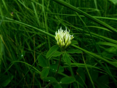 Trifolium ochroleucon Huds., 1762