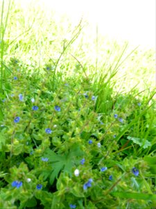 Veronica arvensis L., 1753