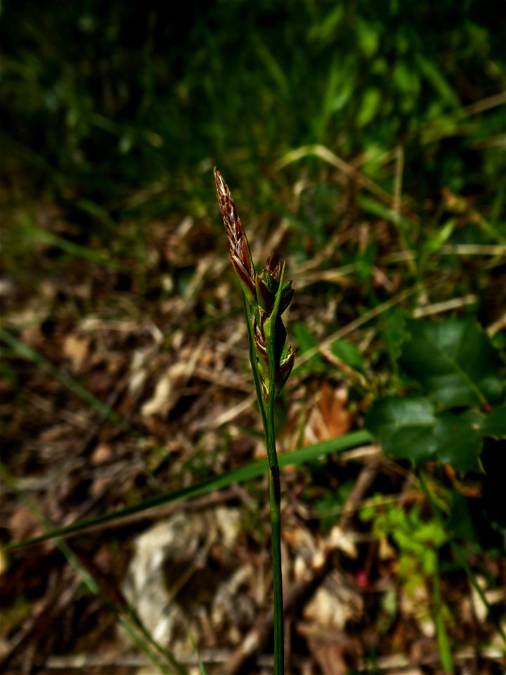 Carex halleriana Asso, 1779