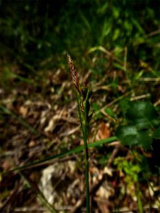 Carex halleriana Asso, 1779