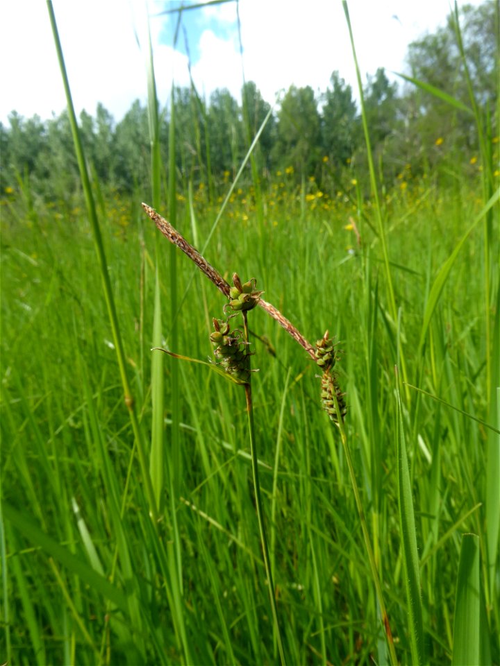 Carex tomentosa L., 1767