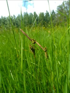 Carex tomentosa L., 1767