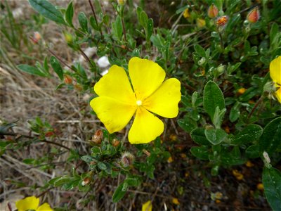 Cistus lasianthus subsp. alyssoides (Lam.) Demoly, 2006