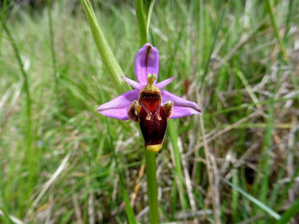 Ophrys scolopax Cav., 1793