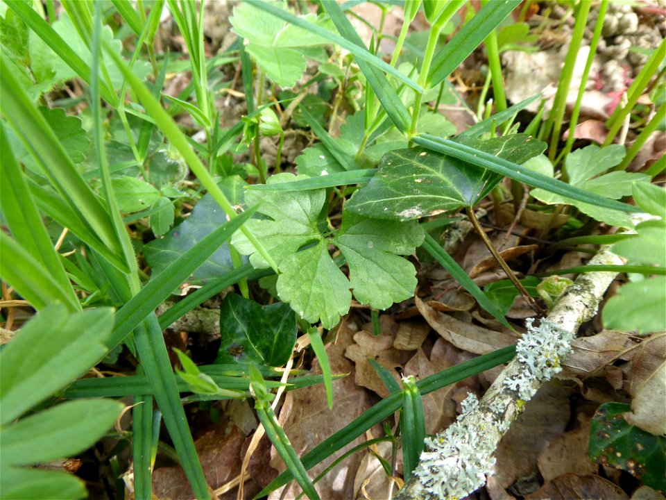 Ranunculus auricomus L., 1753