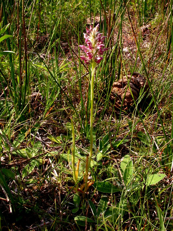 Anacamptis fragrans (Pollini) R.M.Bateman, 2003