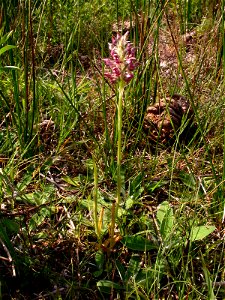 Anacamptis fragrans (Pollini) R.M.Bateman, 2003