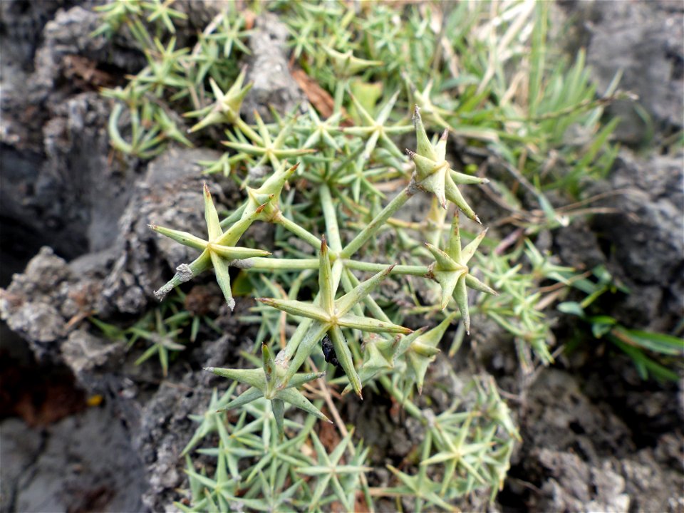 Damasonium alisma Mill., 1768