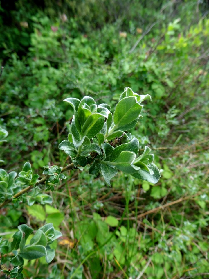 Salix repens var. dunensis (Rouy) P.Fourn., 1935