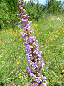 Gymnadenia conopsea (L.) R.Br., 1813
