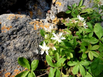 Potentilla caulescens subsp. petiolulata (Gaudin) Nyman, 1878