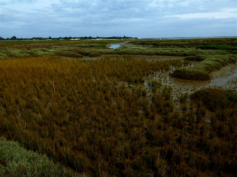 Prés salés, spartines, Ile de Ré