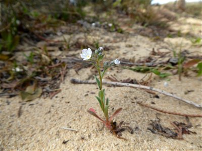 Omphalodes littoralis Lehm., 1818