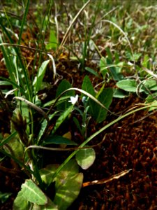Omphalodes littoralis Lehm., 1818