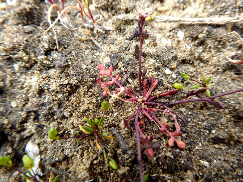 Hornungia procumbens (L.) Hayek, 1925