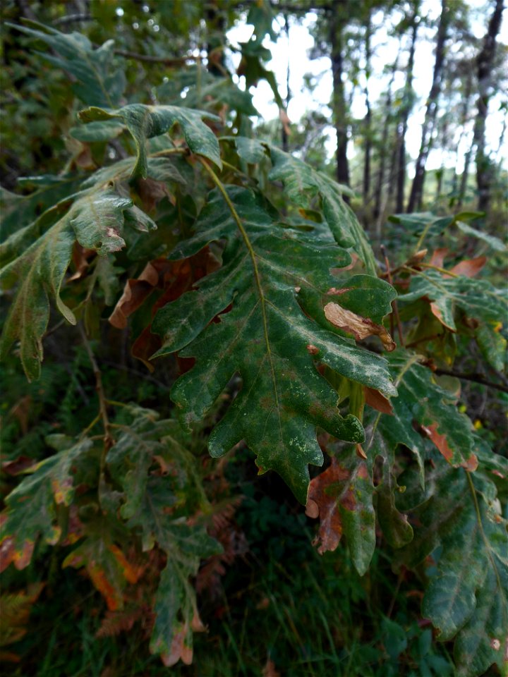 Quercus pyrenaica Willd., 1805