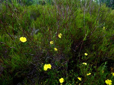 Cistus lasianthus subsp. alyssoides (Lam.) Demoly, 2006