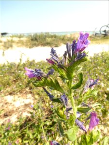 Echium rosulatum Lange, 1855