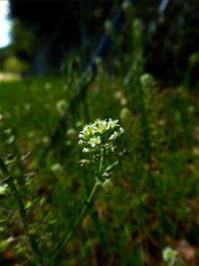 Lepidium campestre (L.) W.T.Aiton, 1812