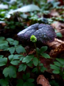 Adoxa moschatellina L., 1753